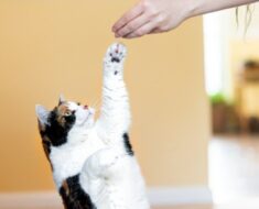 Comment discipliner un chat : choses à faire et à ne pas faire