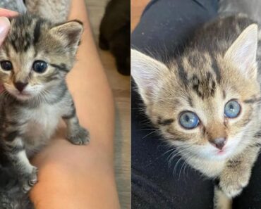 Rescued Kitten Insists On Being Close To His Human And Sitting On A Warm Lap