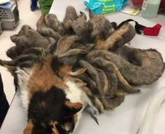 When they discovered this poor creature on the street, they knew it was in serious trouble.