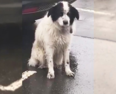 Un chiot abandonné et fidèle a passé des heures à attendre sous une pluie battante, croyant que ses propriétaires reviendraient le chercher